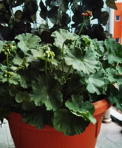 F 207 Del Sol - просторно студио с кухня Daire