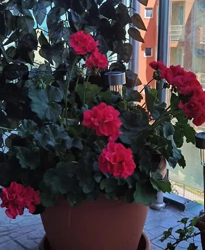 דירה F 207 Del Sol - просторно студио с кухня *