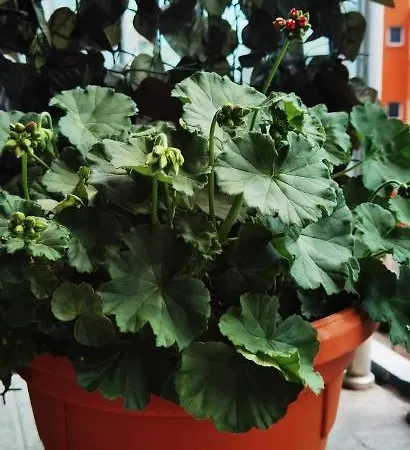 F 207 Del Sol - просторно студио с кухня и паркомясто アパート