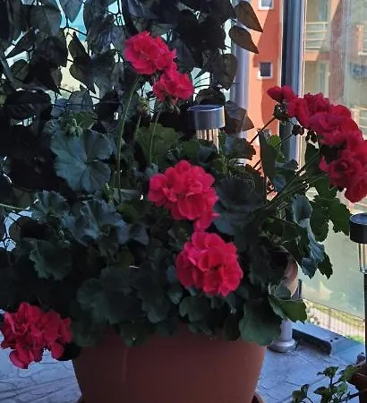 アパート F 207 Del Sol - просторно студио с кухня и паркомясто *